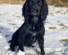 Cocker Spaniel (Working)