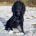 Cocker Spaniel (Working)