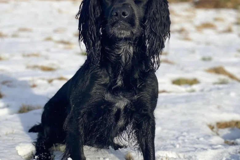 Cocker Spaniel (Working)