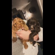 Cocker Spaniel (Working)