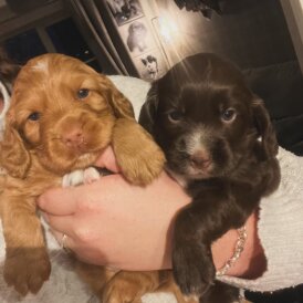 Cocker Spaniel (Working)