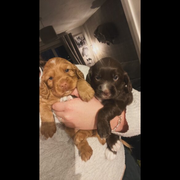 Cocker Spaniel (Working)