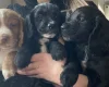 Cocker Spaniel (Working)