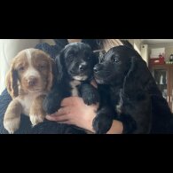 Cocker Spaniel (Working)