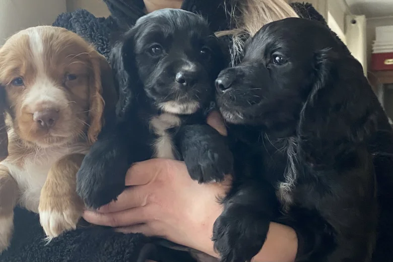 Cocker Spaniel (Working)
