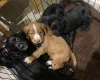 Cocker Spaniel (Working)