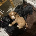 Cocker Spaniel (Working)