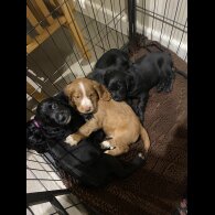 Cocker Spaniel (Working)