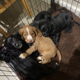 Cocker Spaniel (Working)