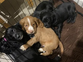 Cocker Spaniel (Working)