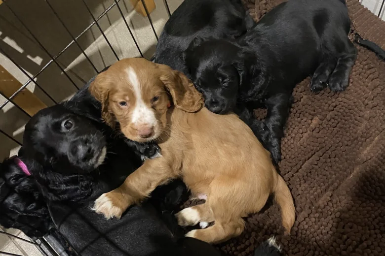 Cocker Spaniel (Working)