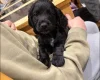 Cocker Spaniel (Working)