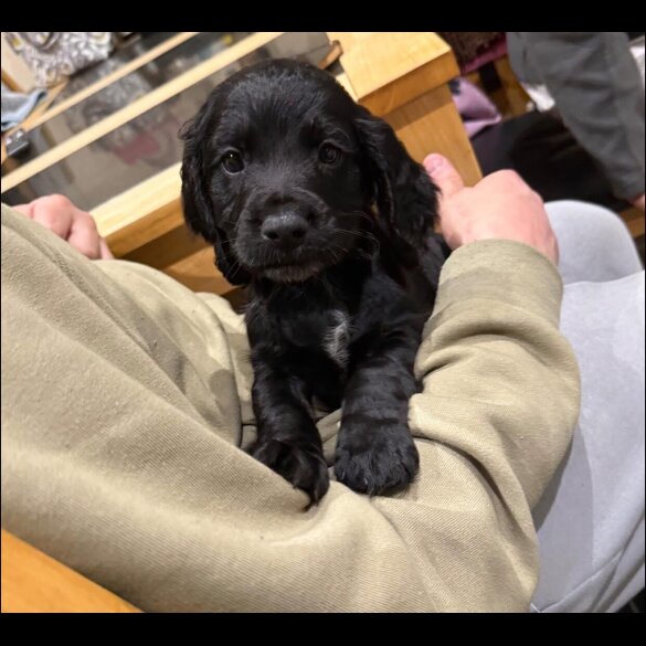 Cocker Spaniel (Working)