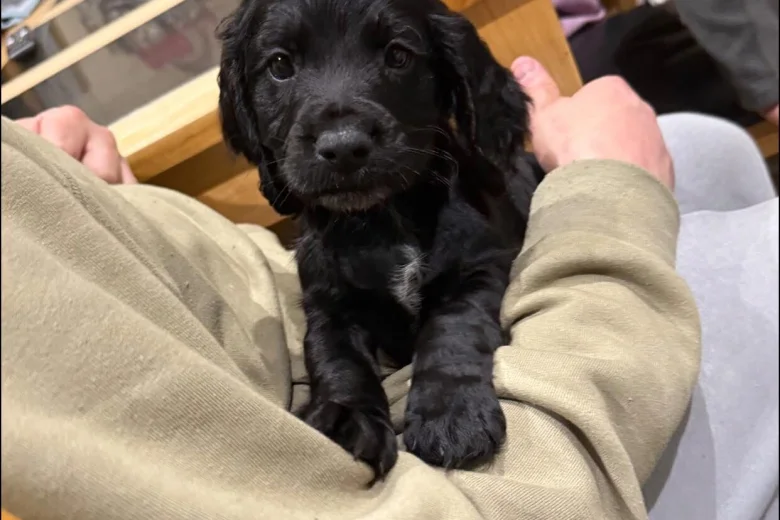 Cocker Spaniel (Working)