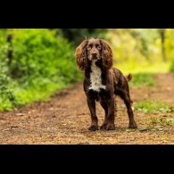 Cocker Spaniel (Working)