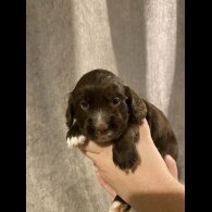 Cocker Spaniel (Working)