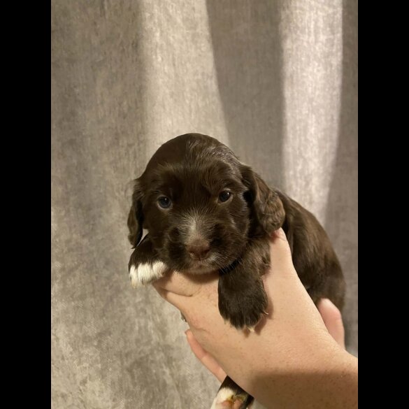 Cocker Spaniel (Working)