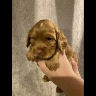 Cocker Spaniel (Working)