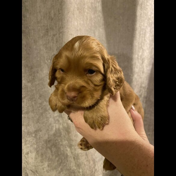 Cocker Spaniel (Working)
