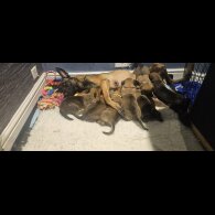 Belgian Shepherd Dog Malinois