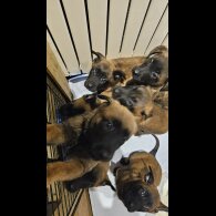 Belgian Shepherd Dog Malinois