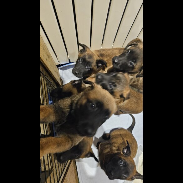 Belgian Shepherd Dog Malinois