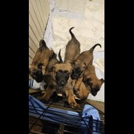 Belgian Shepherd Dog Malinois