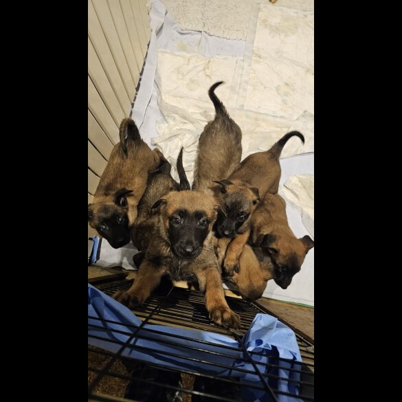 Belgian Shepherd Dog Malinois