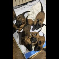 Belgian Shepherd Dog Malinois