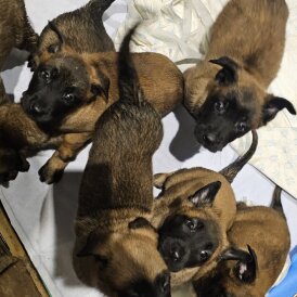 Belgian Shepherd Dog Malinois