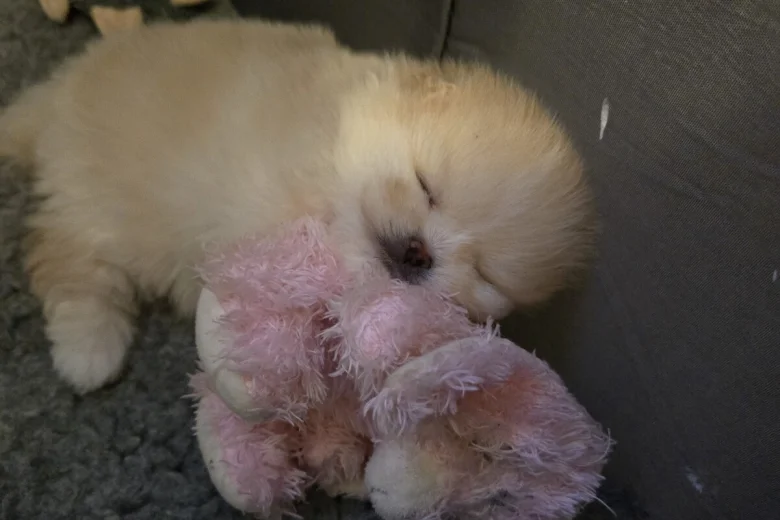 Pomeranian