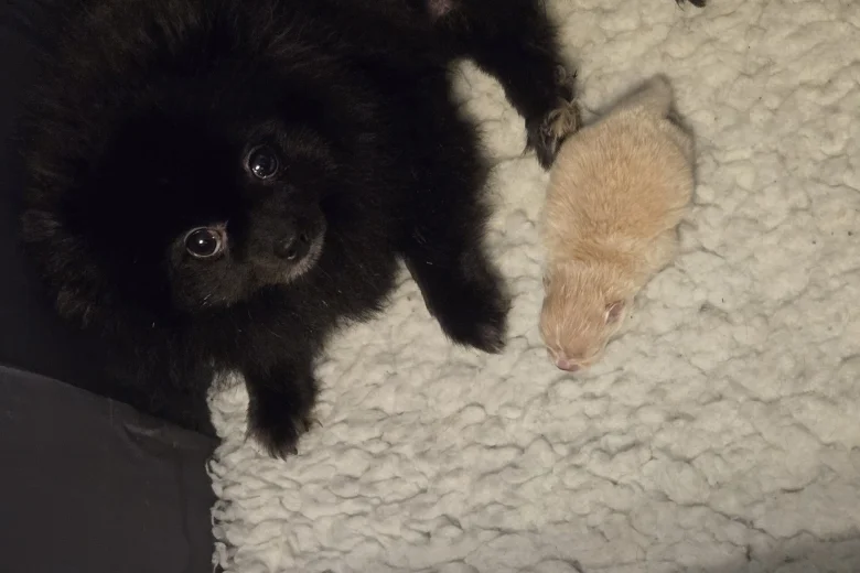 Pomeranian