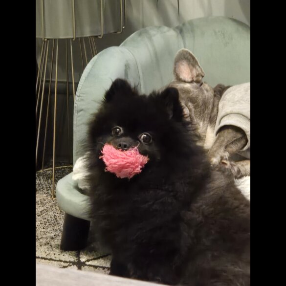 Pomeranian