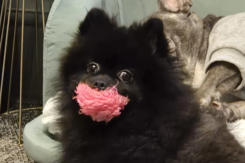 Pomeranian