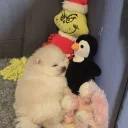 Pomeranian