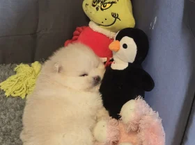 Pomeranian