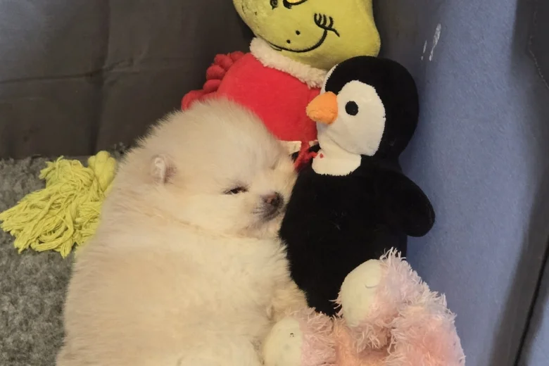 Pomeranian