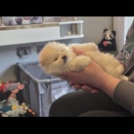 Pomeranian