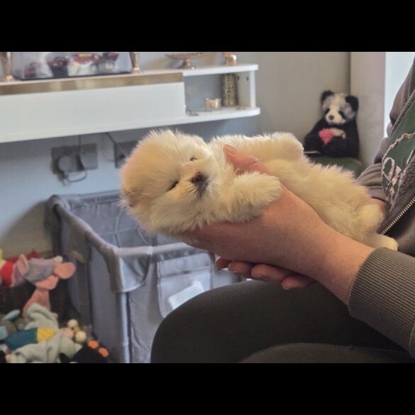 Pomeranian
