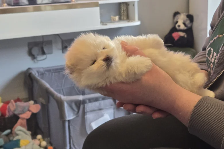 Pomeranian