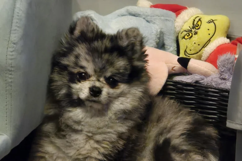Pomeranian