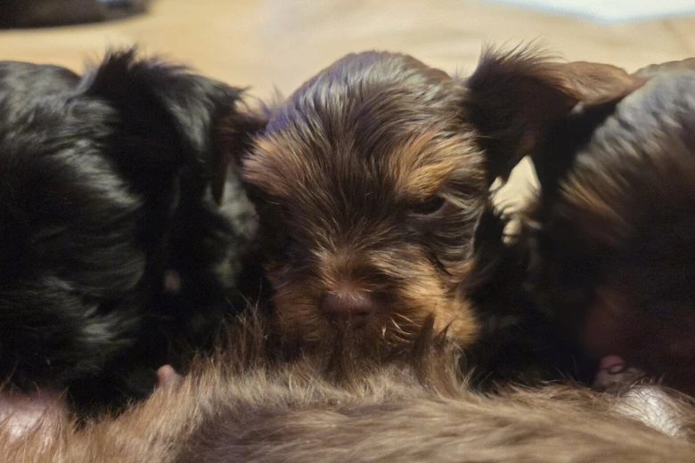 Yorkshire Terrier