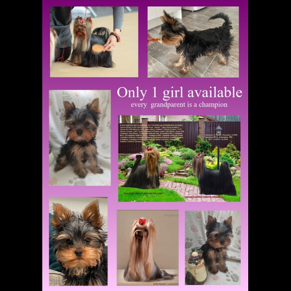 Yorkshire Terrier