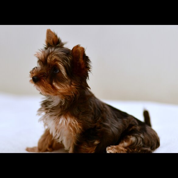 Yorkshire Terrier