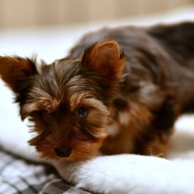 Yorkshire Terrier