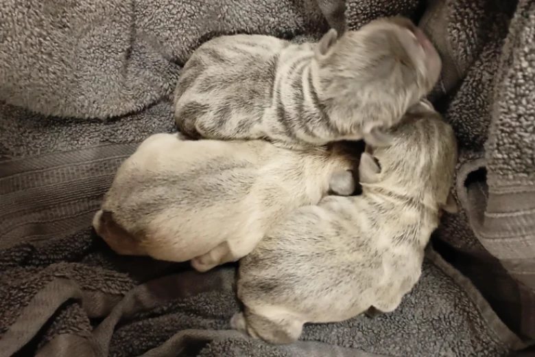 French Bulldog