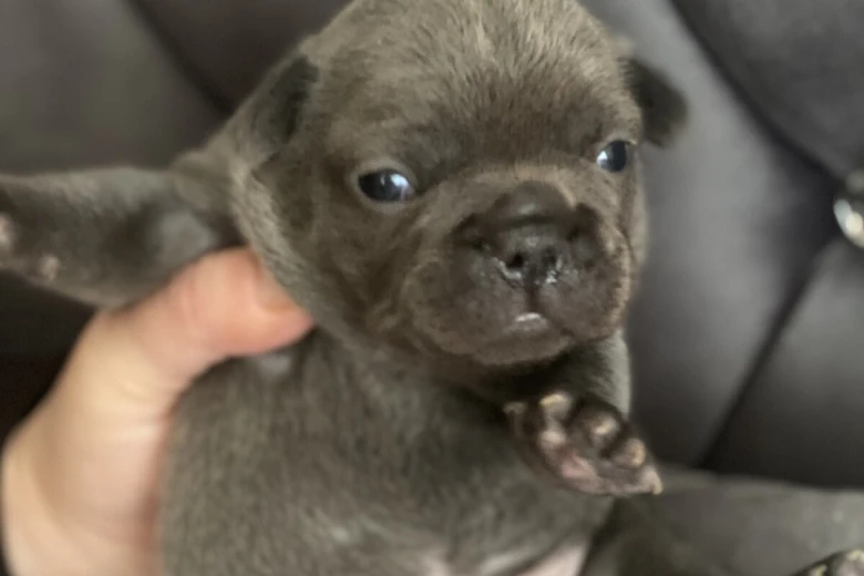 French Bulldog