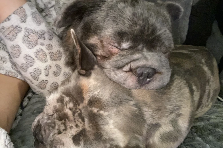 French Bulldog