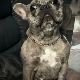 French Bulldog