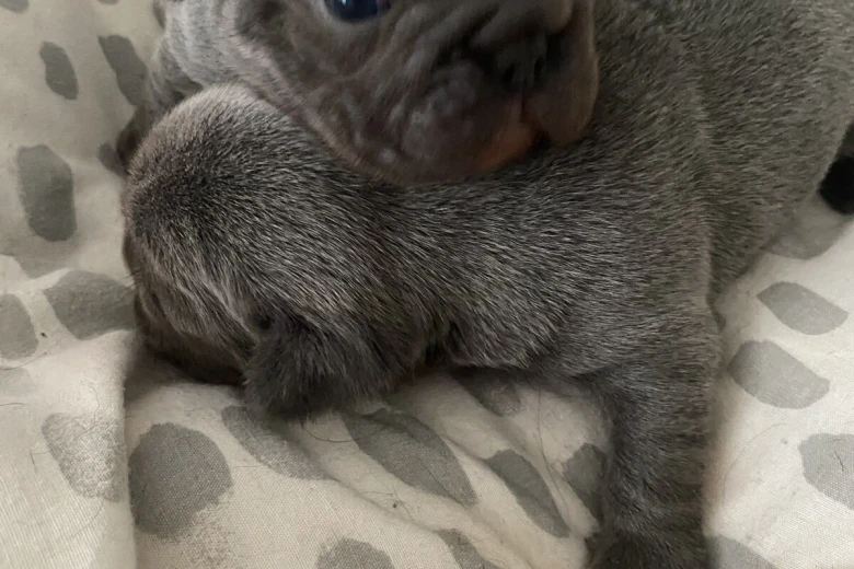 French Bulldog